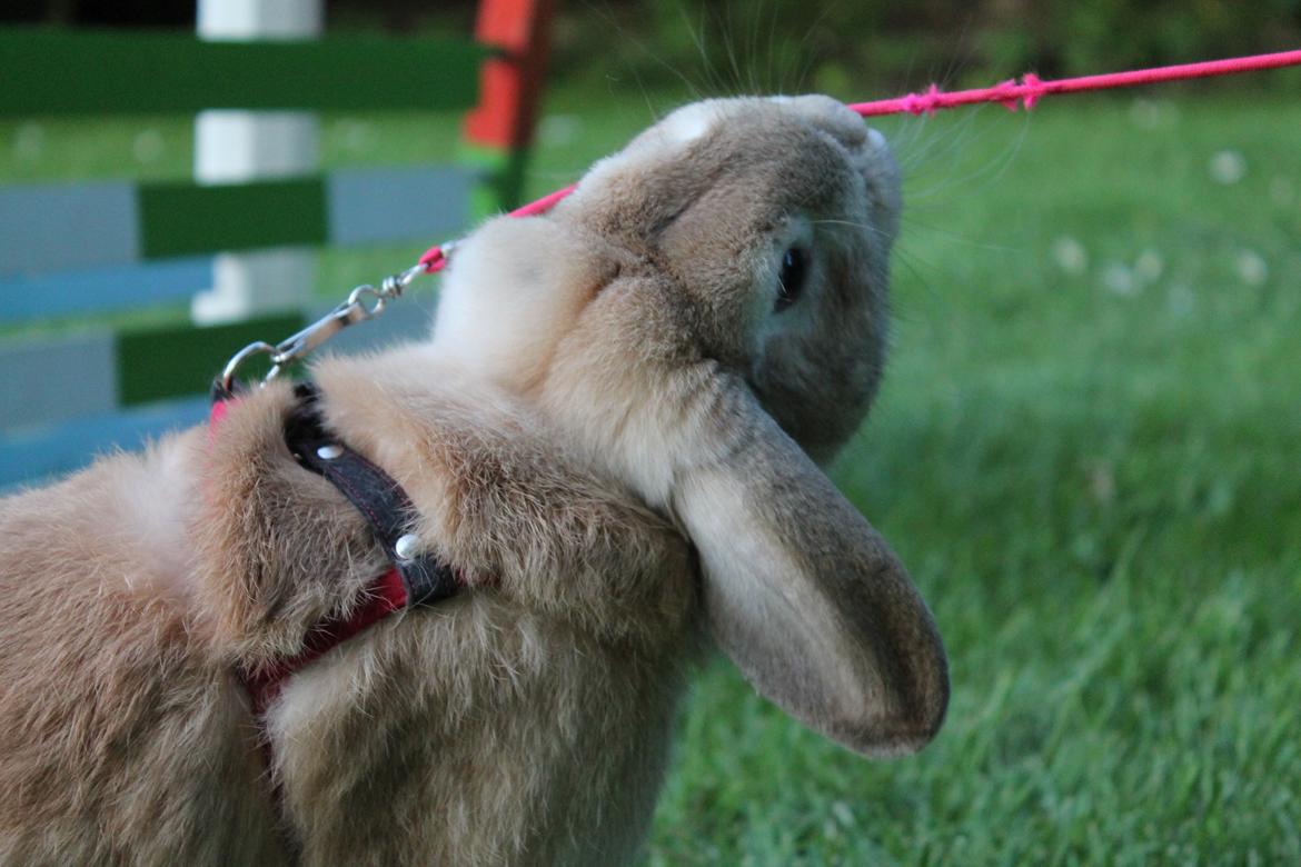 Kanin Foghs Mazz Nyko billede 6