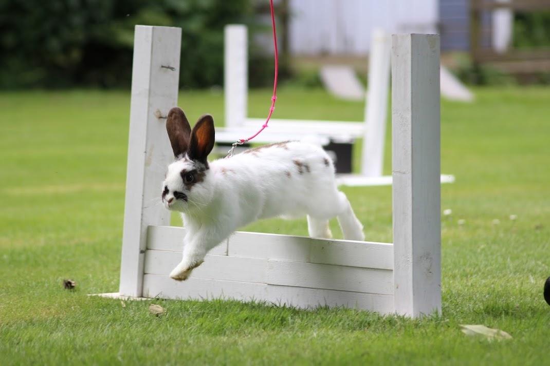 Kanin Stald Neas Shapio Olaf billede 3