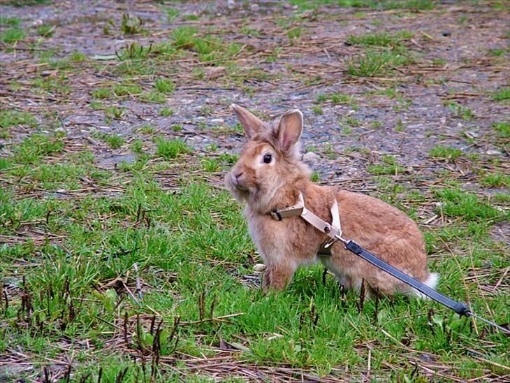 Kanin Roselil billede 6