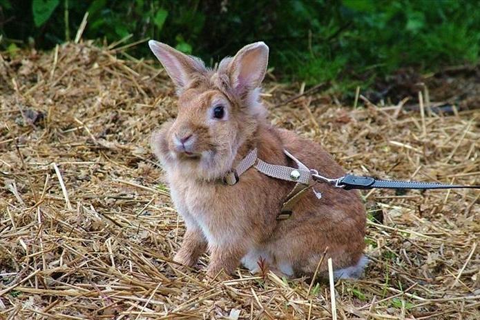 Kanin Roselil billede 8