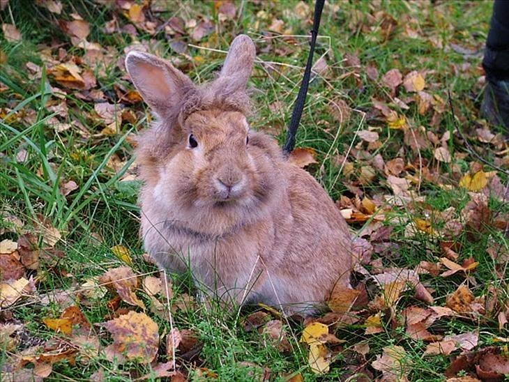 Kanin Roselil billede 4