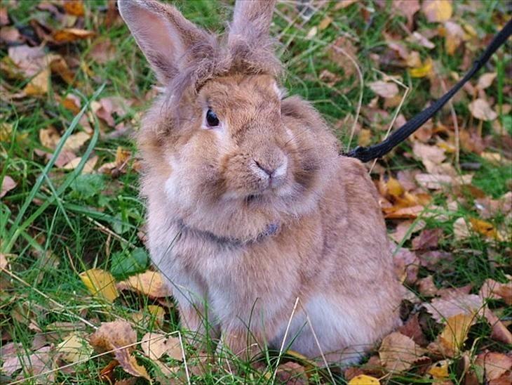 Kanin Roselil billede 10