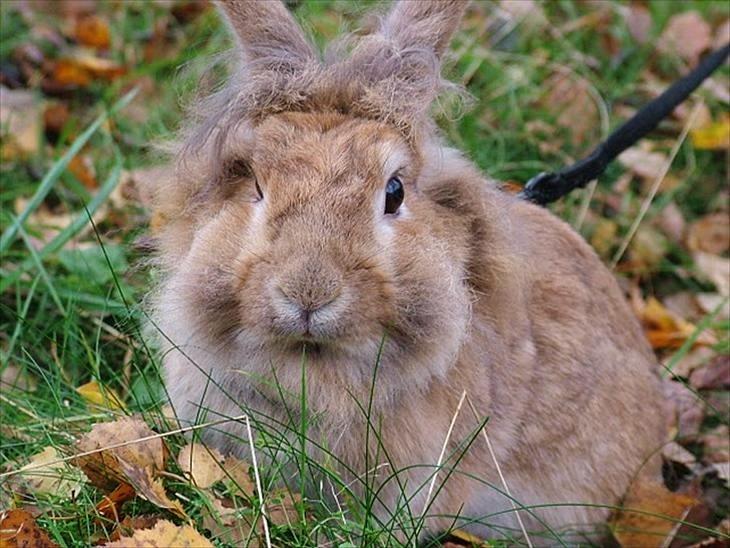 Kanin Roselil billede 1