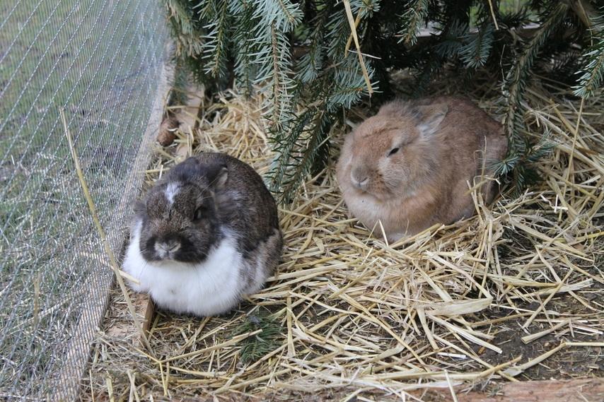 Kanin Roselil - Roselil & Linus (R.I.P.), dengang de boede sammen. billede 3