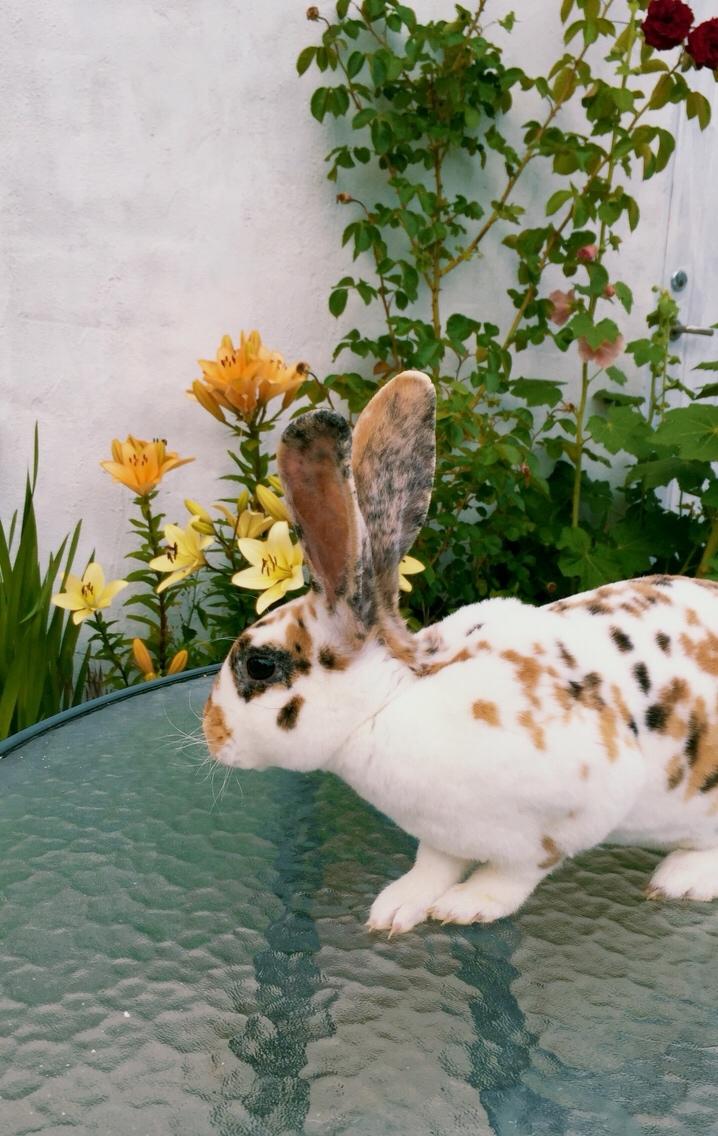 Kanin Dumle billede 23