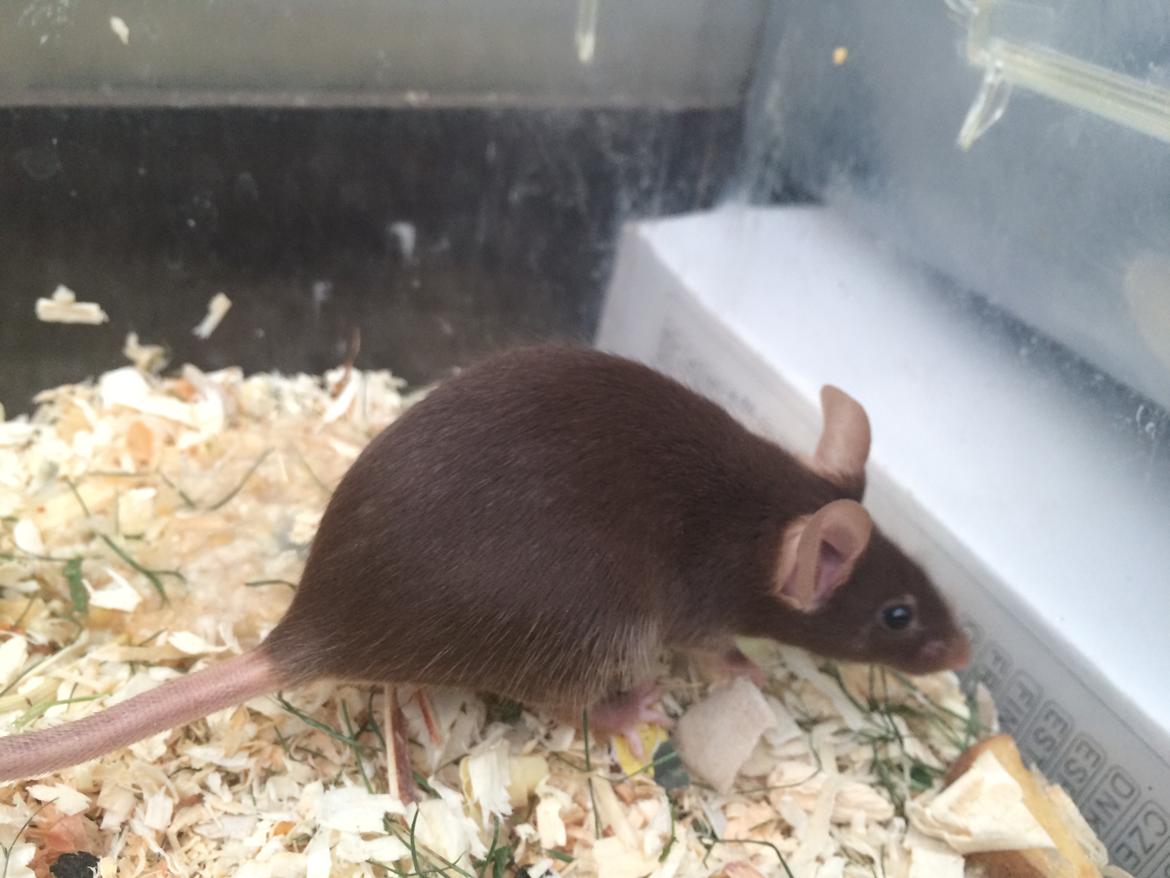 Mus højland's Margaery billede 4