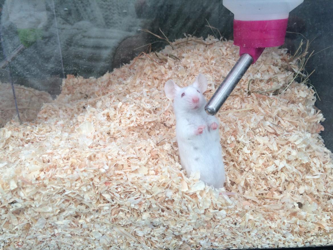 Mus Højland's Flake billede 1