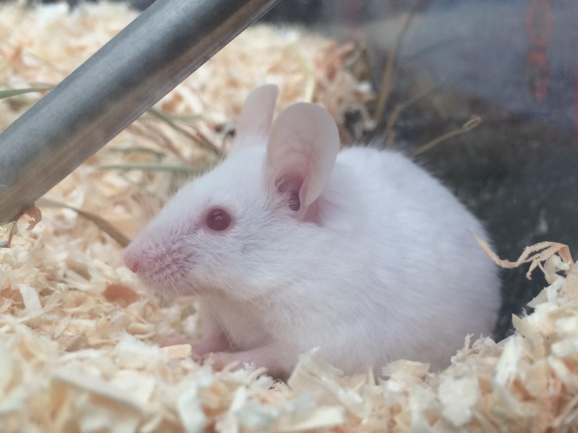 Mus Højland's Flake billede 2