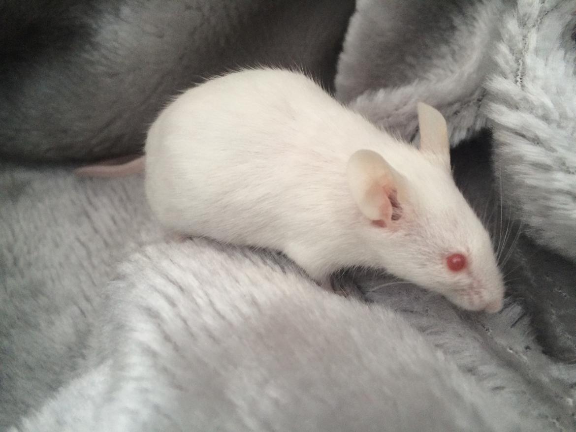 Mus Højland's Flake billede 3