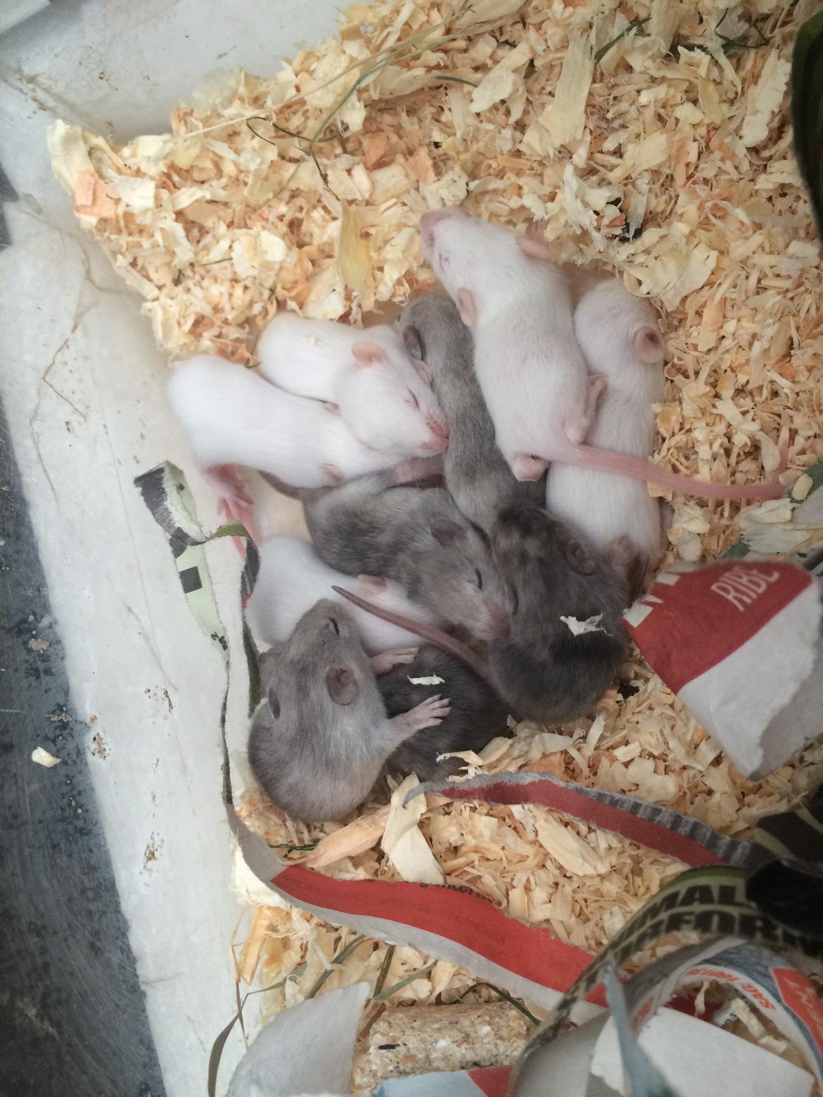 Mus Højland's Flake billede 5