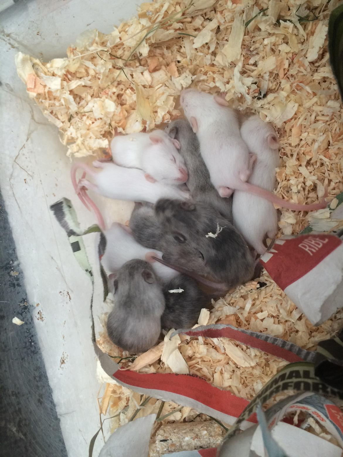 Mus Højland's Flake billede 6