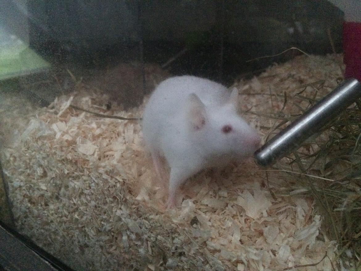 Mus Højland's Flake billede 8