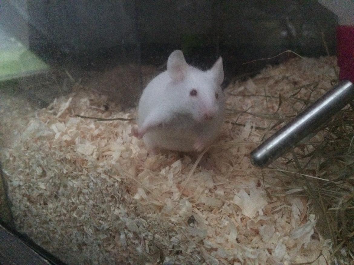 Mus Højland's Flake billede 7