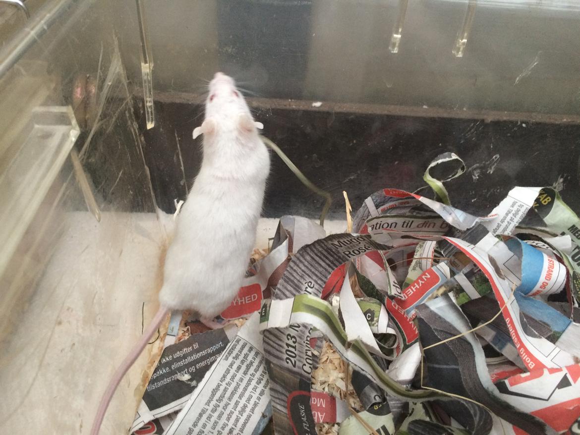 Mus Højland's Flake billede 9