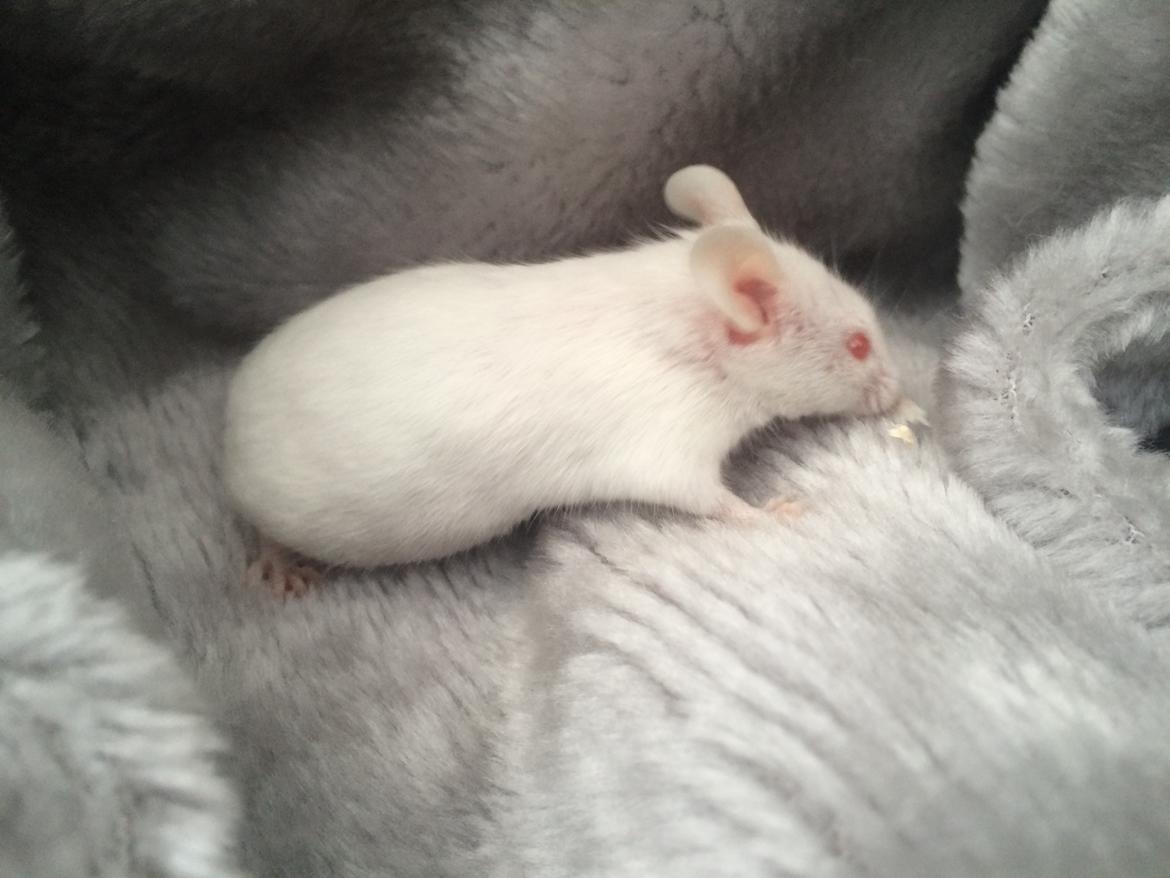 Mus Højland's Flake billede 11