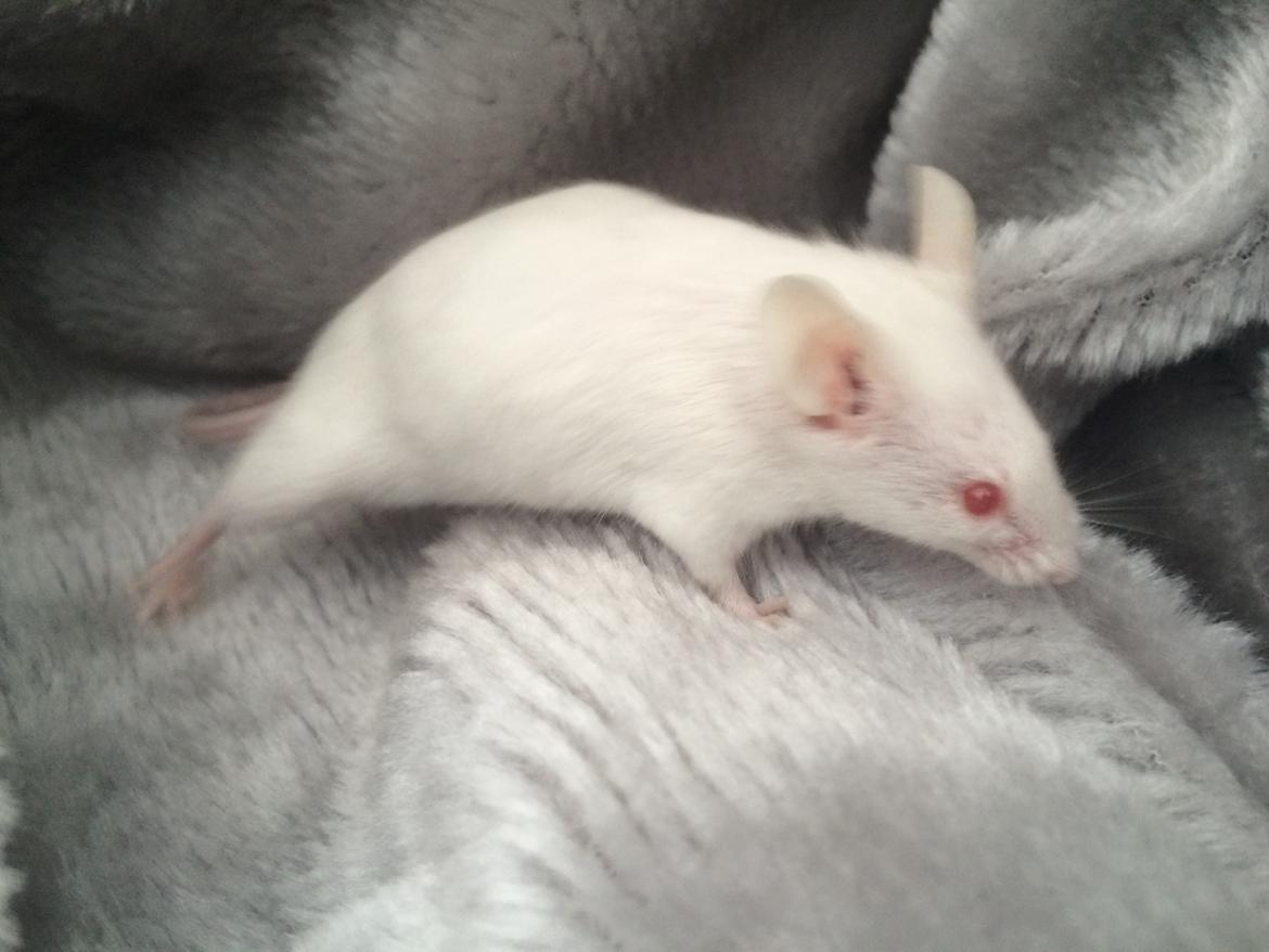 Mus Højland's Flake billede 12