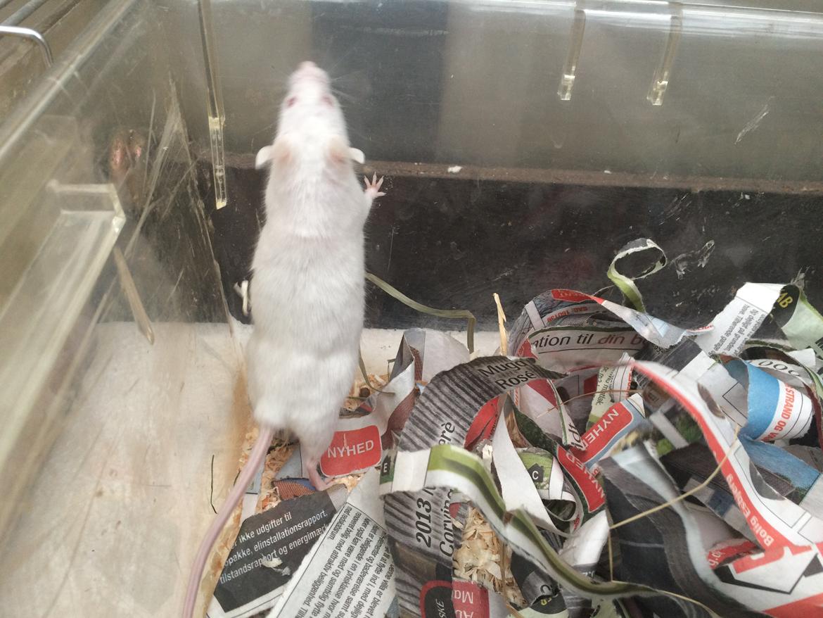 Mus Højland's Flake billede 10