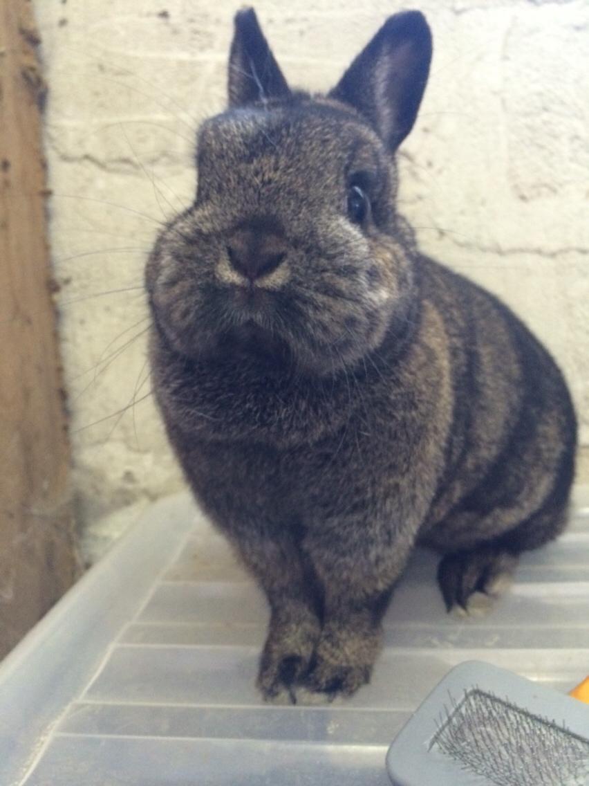 Kanin Jasmin billede 2