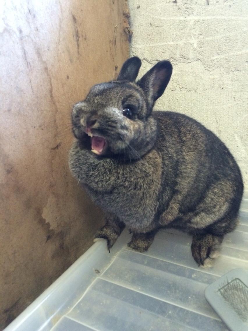 Kanin Jasmin billede 1