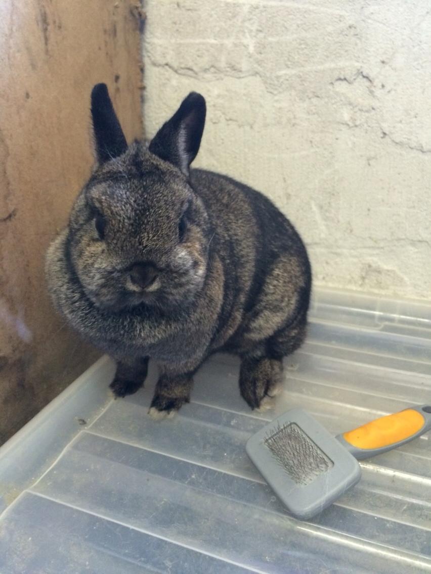 Kanin Jasmin billede 4