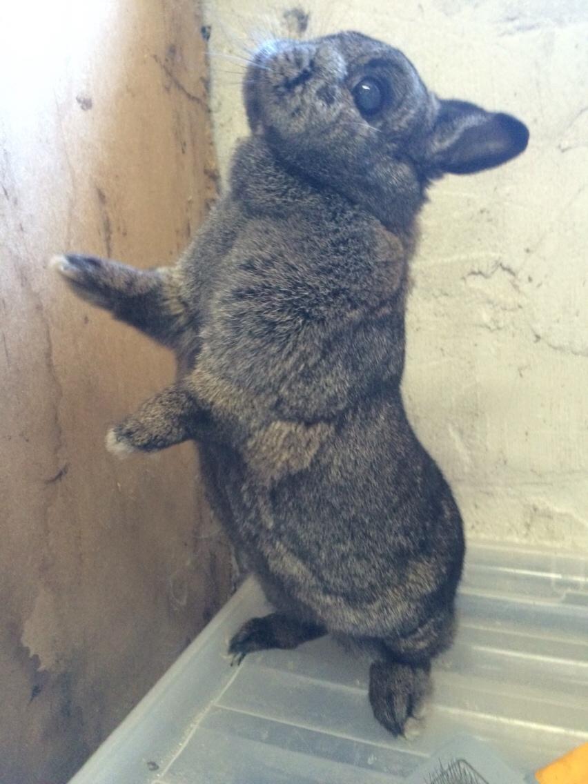 Kanin Jasmin billede 5