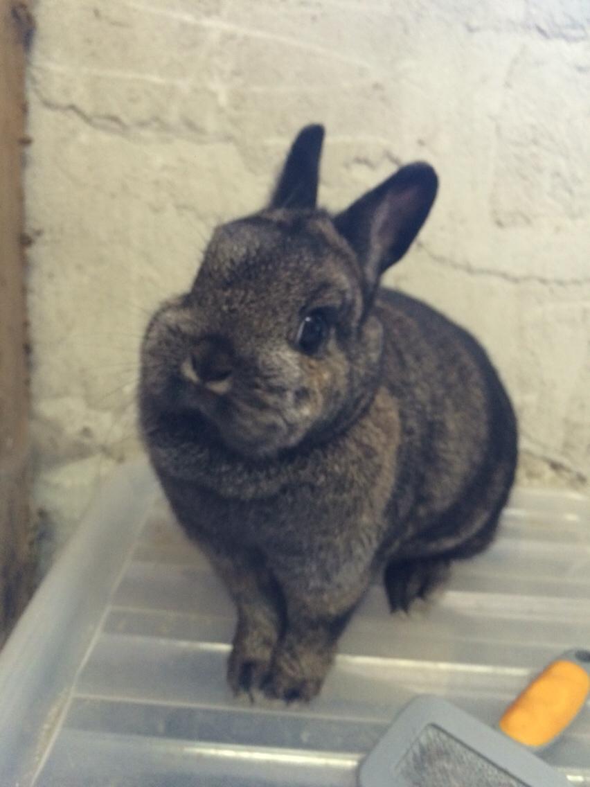 Kanin Jasmin billede 3