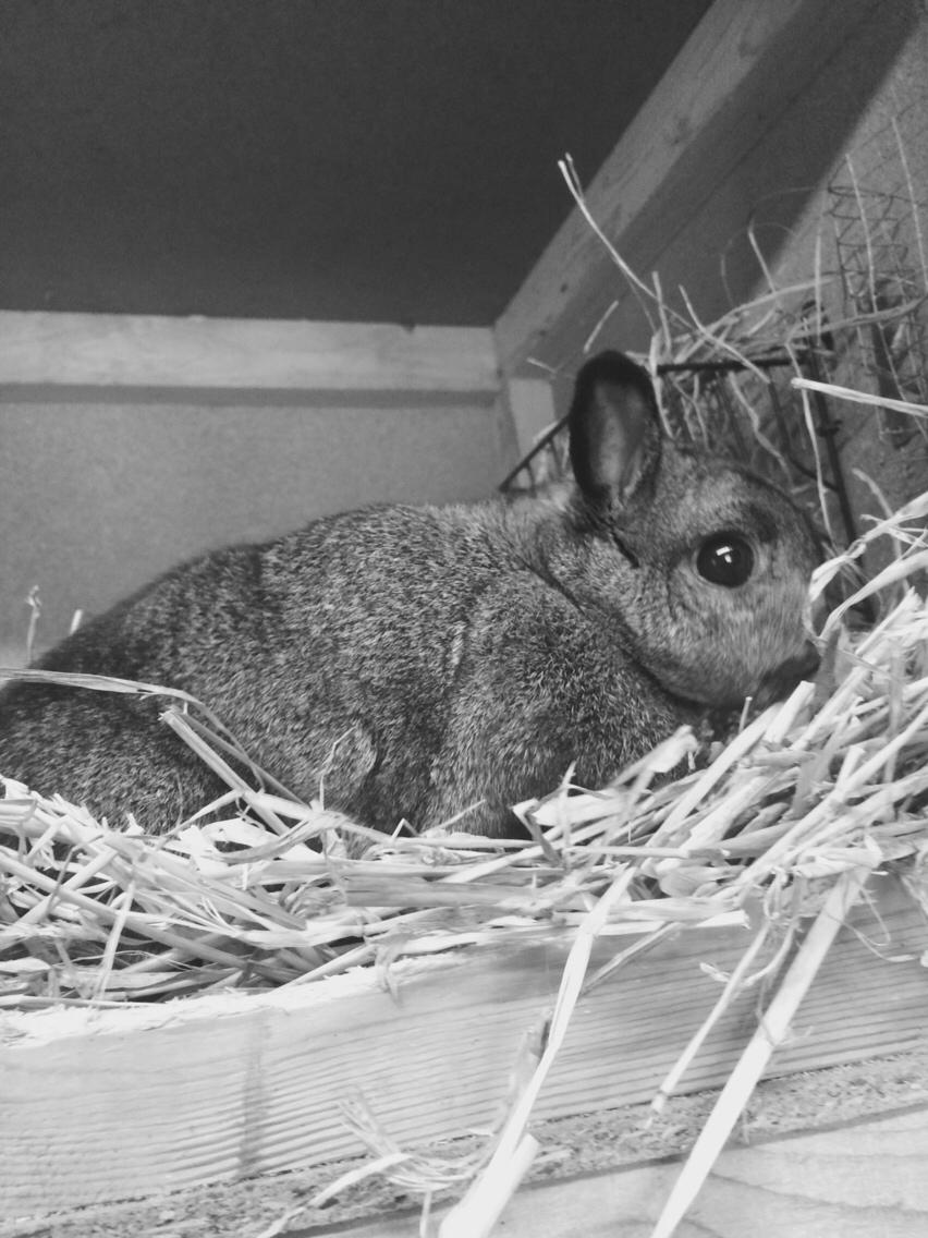 Kanin Jasmin billede 6