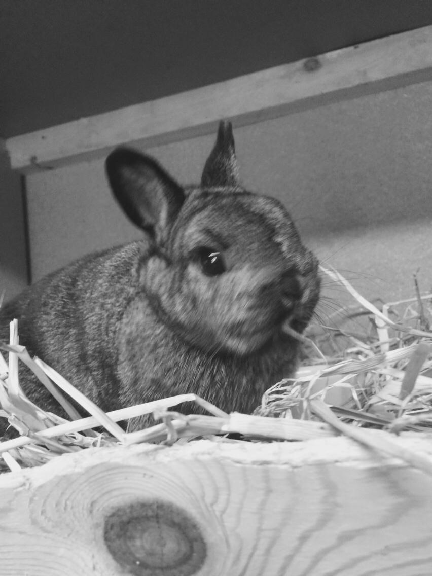 Kanin Jasmin billede 7