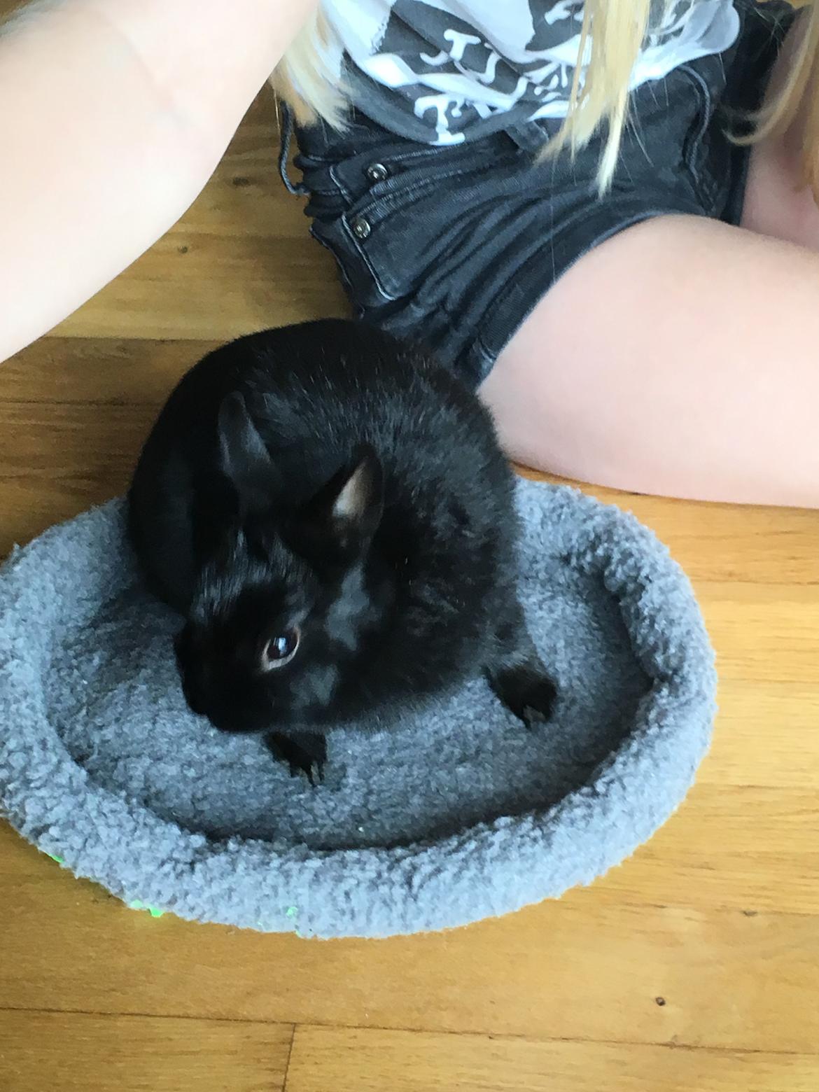 Kanin Tulle billede 2