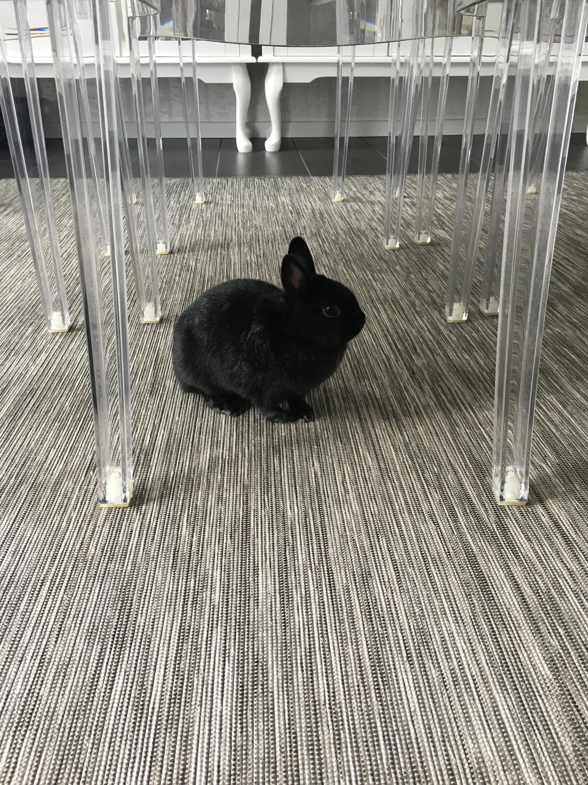 Kanin Tulle billede 5