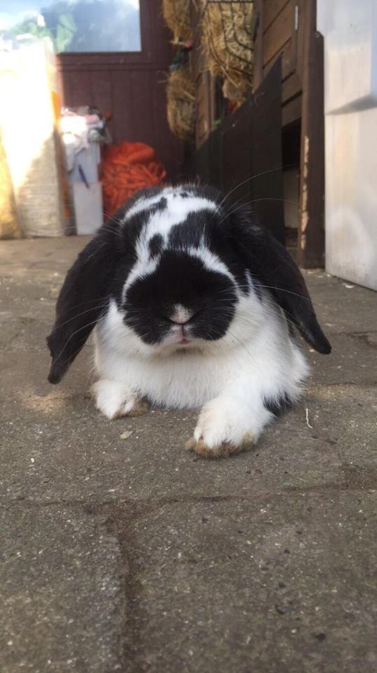 Kanin Wedervangs Acacia Kawasaki billede 1