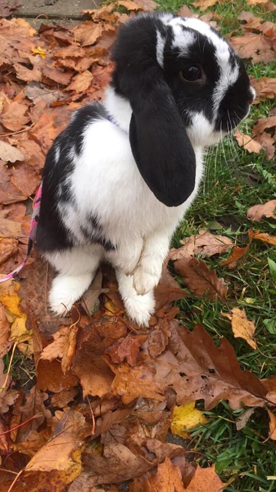 Kanin Wedervangs Acacia Kawasaki billede 3