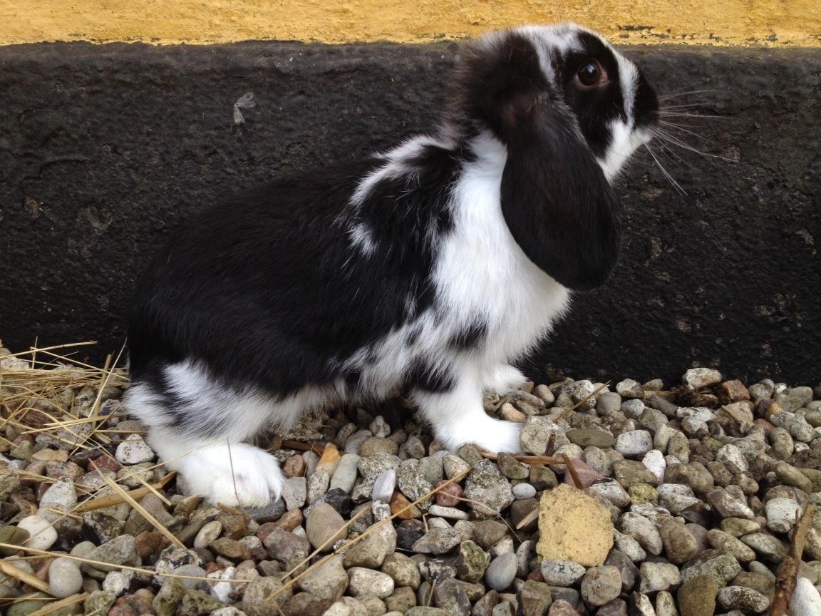 Kanin Wedervangs Acacia Kawasaki billede 5