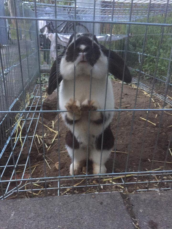 Kanin Wedervangs Acacia Kawasaki billede 6