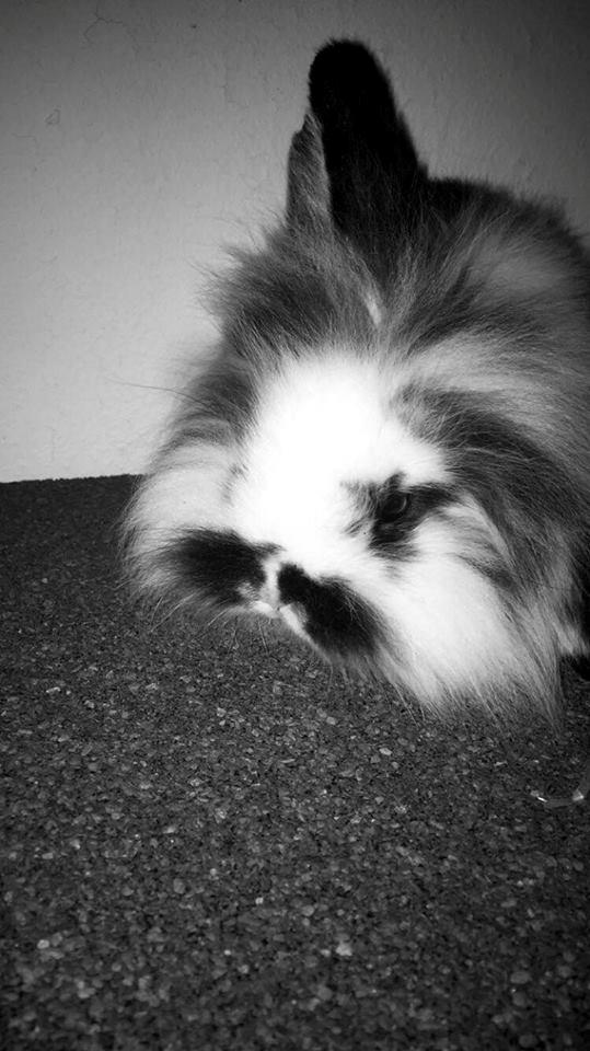 Kanin Everybodys Elmo Elliot billede 5