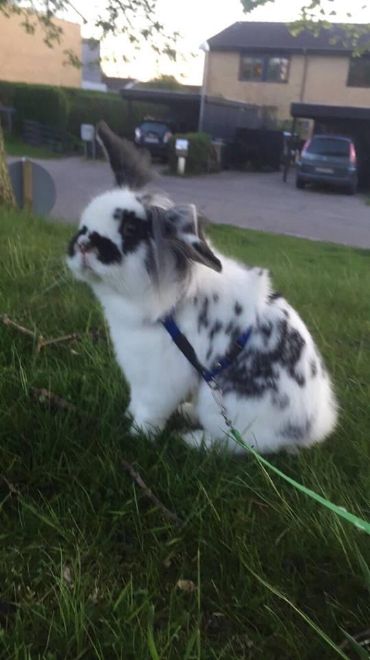 Kanin Everybodys Elmo Elliot billede 2