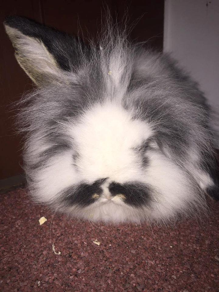 Kanin Everybodys Elmo Elliot billede 3