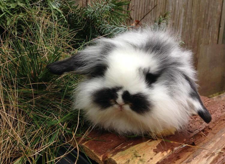 Kanin Everybodys Elmo Elliot billede 1