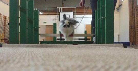 Kanin Everybodys Elmo Elliot billede 4