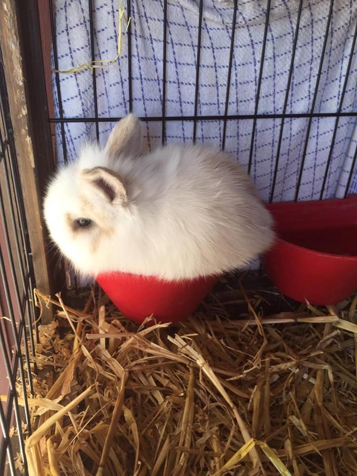 Kanin Yagis' Fantastic Fluffy Fnuggi billede 3