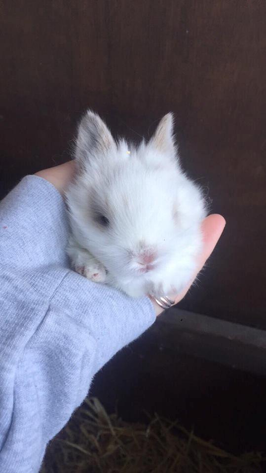 Kanin Yagis' Fantastic Fluffy Fnuggi billede 5