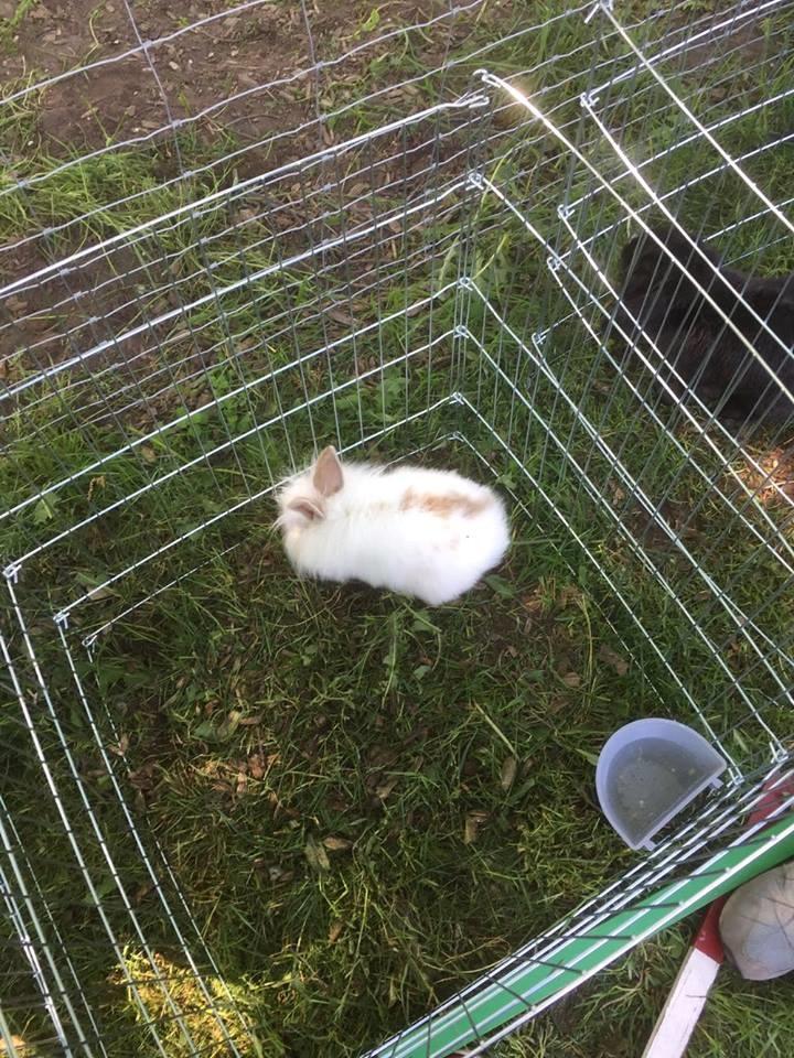 Kanin Yagis' Fantastic Fluffy Fnuggi billede 6