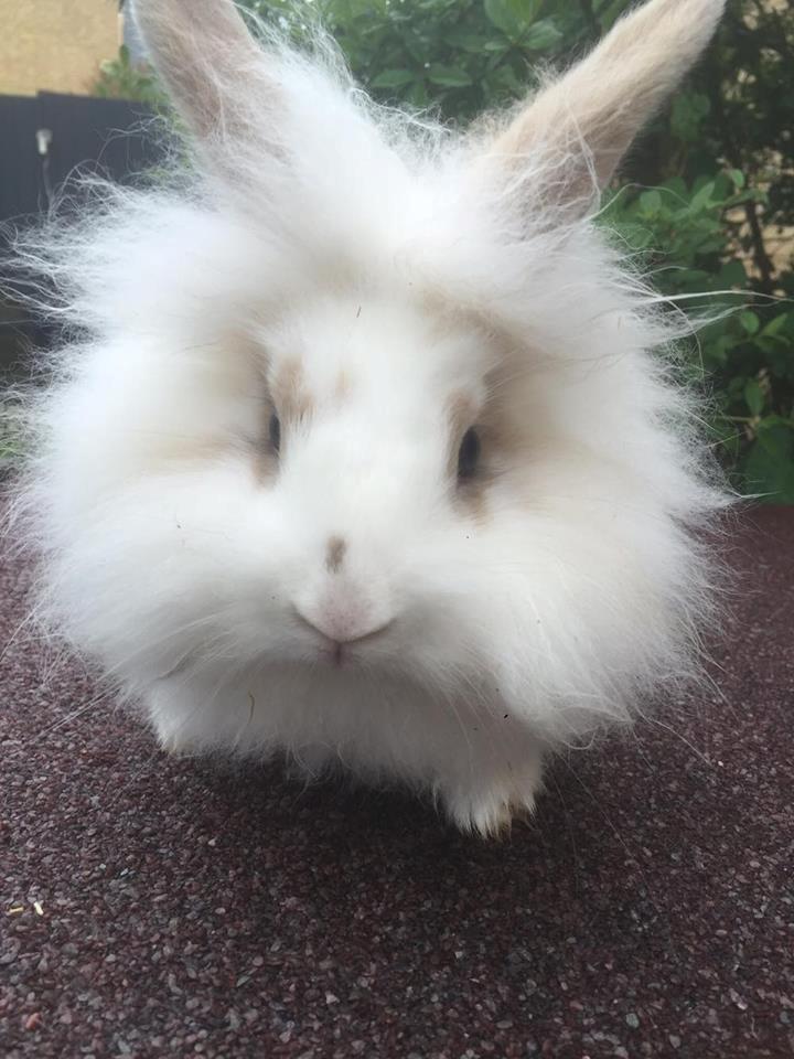 Kanin Yagis' Fantastic Fluffy Fnuggi billede 7