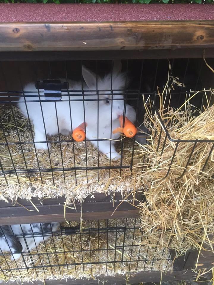 Kanin Yagis' Fantastic Fluffy Fnuggi billede 10