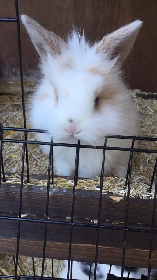 Kanin Yagis' Fantastic Fluffy Fnuggi billede 9