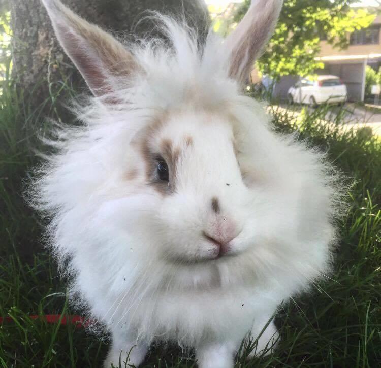 Kanin Yagis' Fantastic Fluffy Fnuggi billede 1