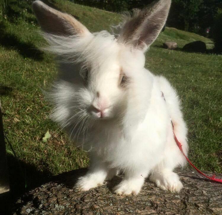 Kanin Yagis' Fantastic Fluffy Fnuggi billede 4