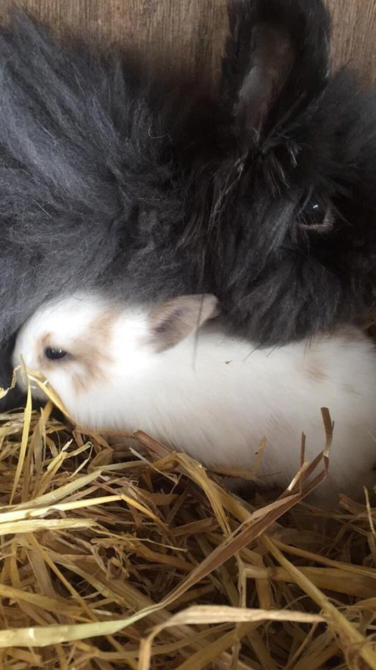 Kanin What A Wonderful Karla (Himmelkanin) billede 1