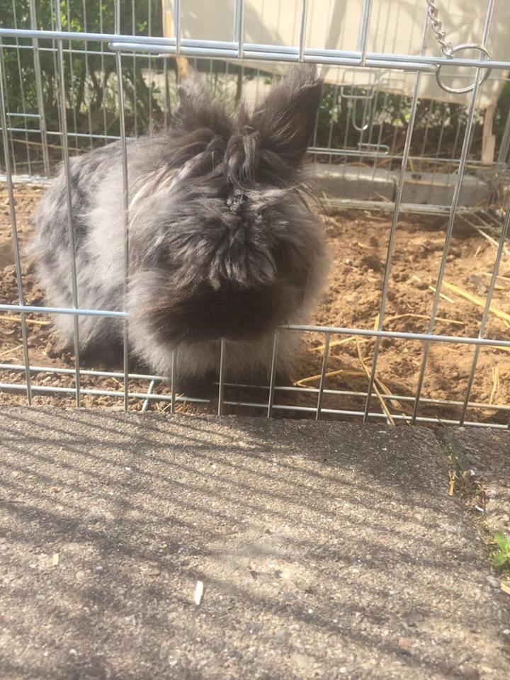 Kanin What A Wonderful Karla (Himmelkanin) billede 2