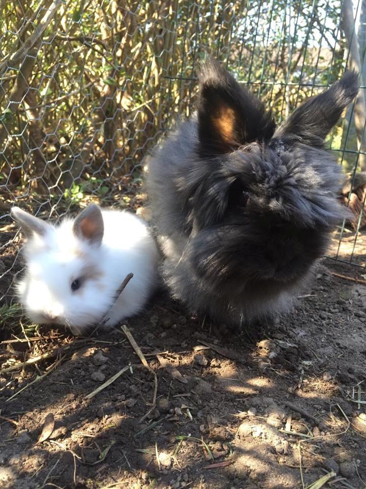 Kanin What A Wonderful Karla (Himmelkanin) billede 4